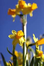 Obraz na płótnie natura kwiat narcyz