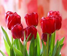 Naklejka kwiat tulipan bukiet