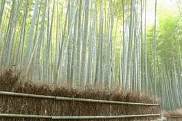 Naklejka azja orientalne ogród chiny bambus