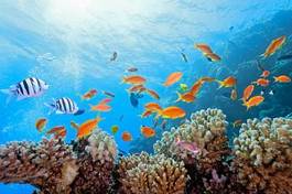 Fotoroleta rafa natura koral