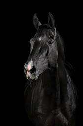 Obraz na płótnie ssak koń portret oko