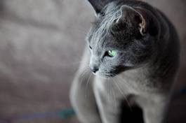 Fototapeta rosyjski błękitny kot