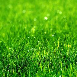Fotoroleta świeży trawa roślina łąka