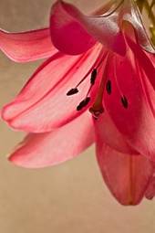 Naklejka kwiat roślina natura liliowiec różowy