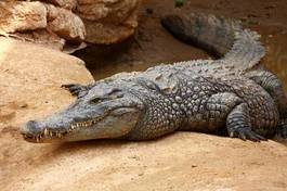 Plakat aligator zwierzę krokodyl