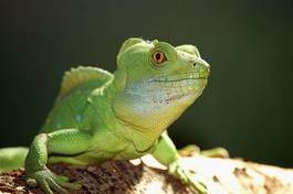 Plakat portret gadowi iguana gekko zielony