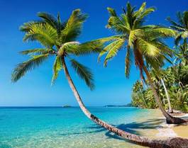 Naklejka palmy nad brzegiem oceanu