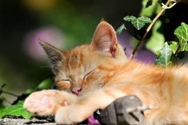 Fototapeta rudy śpiący kociak