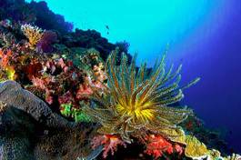 Plakat podwodne gwiazda tropikalna ryba zwierzę
