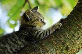 Naklejka szczenię kot drzewa