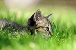Fotoroleta ssak kot zwierzę ładny