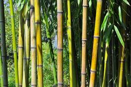Plakat chiny azja tajlandia bambus