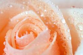 Plakat roślina miłość rosa kwitnący pąk