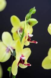 Fotoroleta zdrowie roślina storczyk kwiat kosmetyk