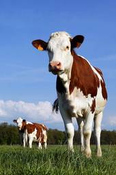 Obraz na płótnie wiejski krowa rolnictwo mleko