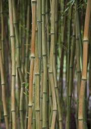 Naklejka natura roślina bambus flora