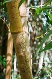 Fotoroleta bambus las zen