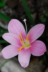 Fototapeta ameryka południowa roślina storczyk tropikalny kwiat