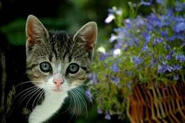 Plakat mały kotek z kwiatami