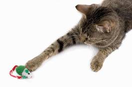 Fotoroleta oko ssak zwierzę kociak kot