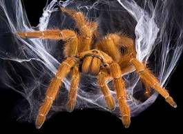 Fototapeta pająk zwierzę natura