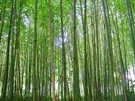 Plakat azja natura bambus zielony