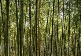Naklejka roślina słońce natura las bambus
