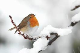 Fotoroleta natura zwierzę ptak śnieg zimny