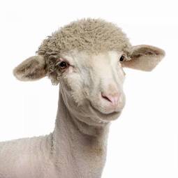 Plakat zabawa zwierzę portret owca owieczka