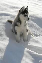 Naklejka ładny śnieg pies szczenię zimą