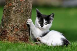 Fotoroleta kociak przy drzewie