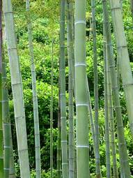 Fotoroleta bambus materiał budowlany 