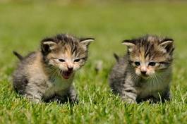 Obraz na płótnie dwa kociaki bawiące się na trawie