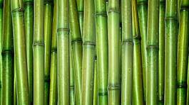 Plakat japoński tropikalny bambus ogród
