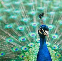 Naklejka indyjski wzór ptak piękny