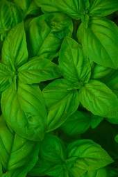 Fotoroleta jedzenie roślina zielony zioło
