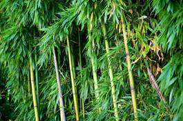 Plakat drzewa ogród wellnes japonia bambus