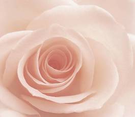 Fototapeta kwitnący kwiat płatek rosa bukiet