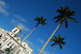 Fototapeta brazylia palma klasztor natal orzech kokosowy