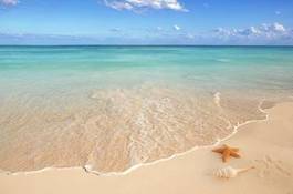 Fotoroleta muszle nad brzegiem morza