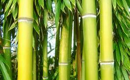 Plakat zen spokojny krajobraz bambus