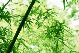 Plakat azja piękny bambus azjatycki spokojny