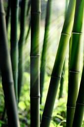 Plakat natura bambus azja