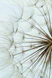 Obraz na płótnie natura perspektywa mniszek kwiat