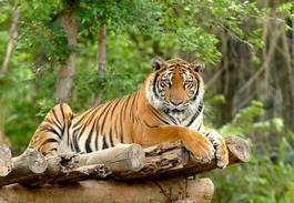 Naklejka tygrys bengalski