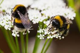 Fotoroleta natura pyłek kwiat zwierzę lato