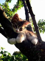 Fototapeta zwierzę kot ładny kociak wał