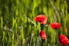 Obraz na płótnie ładny pole trawa kwiat