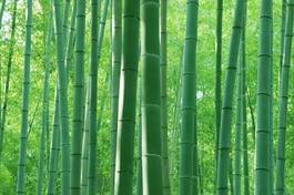 Plakat krajobraz droga bambus tło