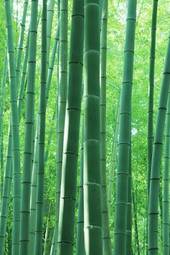 Naklejka krajobraz bambus droga